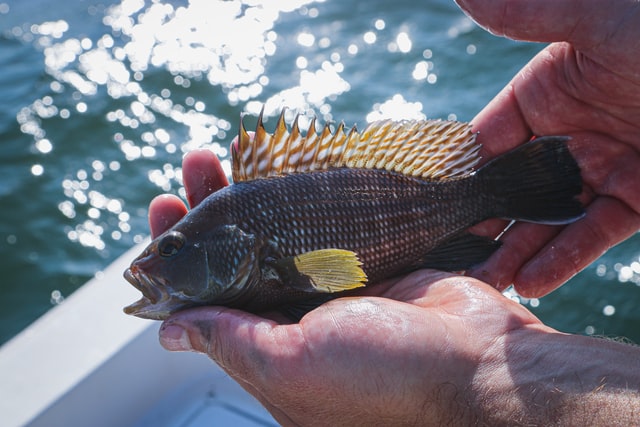 Black sea bass, fluke, best bite inshore . striper and shark bite good  offshore