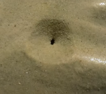 Ultimate Guide for Digging for Clams - Pro Fishing Rigs